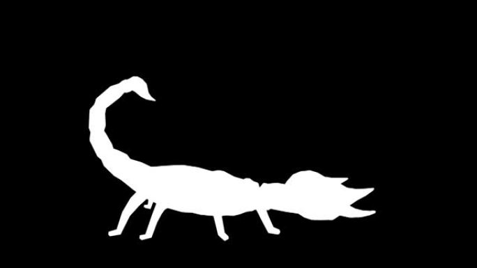黑色背景上的攻击蝎子动物剪影。动物的概念，野生动物，游戏，返校，3d动画，短视频，电影，卡通，有机，