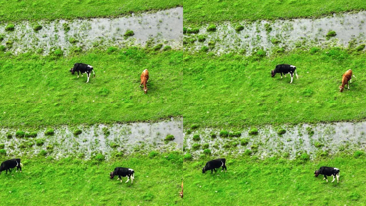 牦牛生活在若尔盖湿地