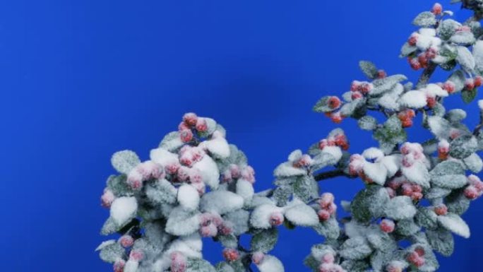 白雪皑皑的红莓灌木移动镜头蓝屏