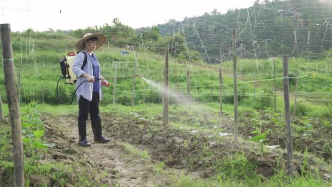 一名亚洲华裔女农民早上给她的农场浇水