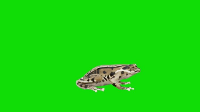 绿屏上垂死的青蛙。动物的概念，野生动物，游戏，返校，3d动画，短视频，电影，卡通，有机，色键，人物动