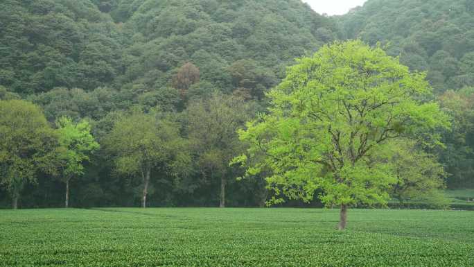 杭州云栖竹径春季清明节雨天绿色自然唯美