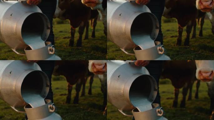 超级SLO MO Farmer将牛奶从一桶倒入另一桶