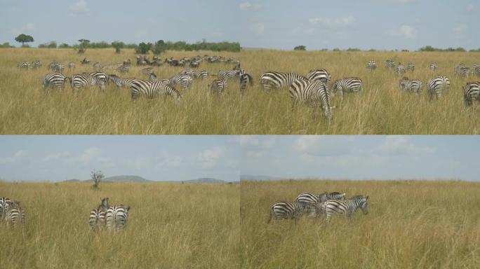 在非洲野生动物园里，一大群斑马吃草