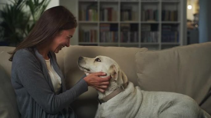 一个女人坐在沙发上，抚摸她的狗并花时间与他建立联系的肖像。主人和可爱的血统拉布拉多猎犬分享可爱的可爱