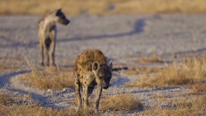 纳米比亚埃托沙国家公园，一只斑点鬣狗走向相机的特写镜头