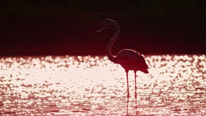 超级慢动作粉色火烈鸟在阳光明媚的粉色水中涉水