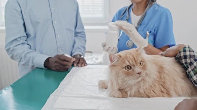 兽医医生开药治疗撸猫猫咪养猫