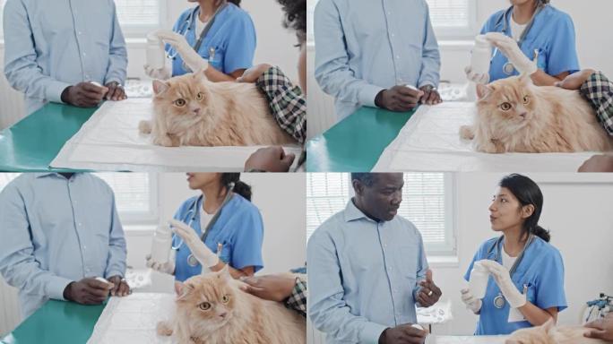 兽医医生开药治疗撸猫猫咪养猫