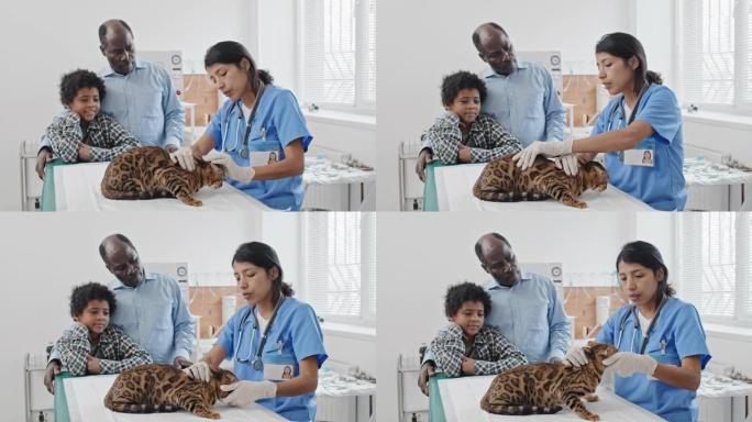 兽医在诊所检查纯种猫