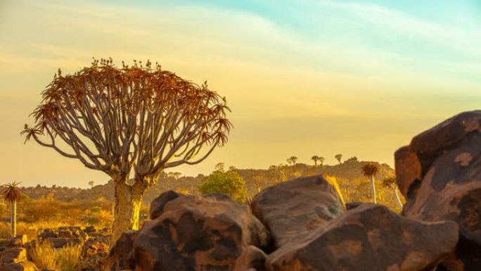 非洲纳米比亚阳光明媚的沙漠中的MS Time lapse颤抖的树和岩石