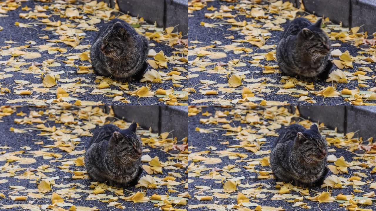 小野猫在满是银杏叶的街道上休息