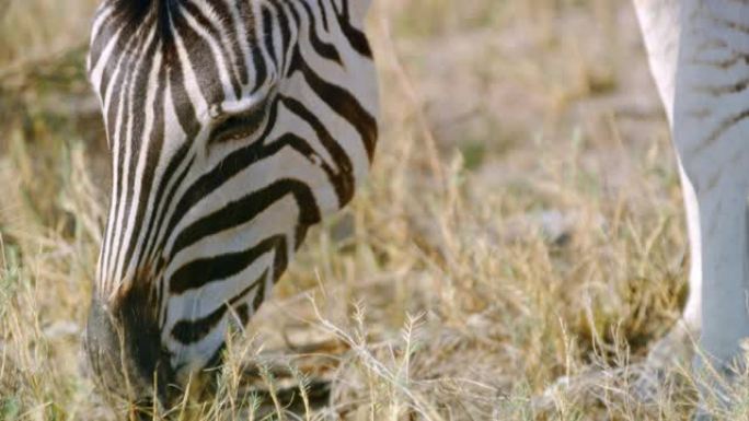 非洲纳米比亚埃托沙国家公园草地上放牧的CU斑马