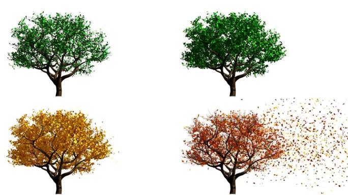 树。从春天到秋天
