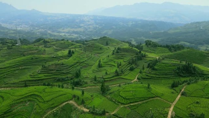 中国茶田的鸟瞰图茶园茶叶种植茶农采摘绿茶