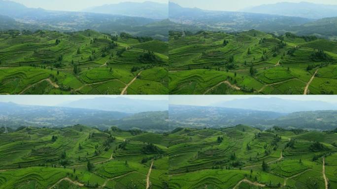 中国茶田的鸟瞰图茶园茶叶种植茶农采摘绿茶