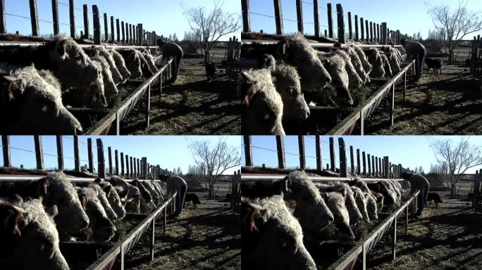 农民在阿根廷丘布特省盖曼的一个农村地里喂牛。