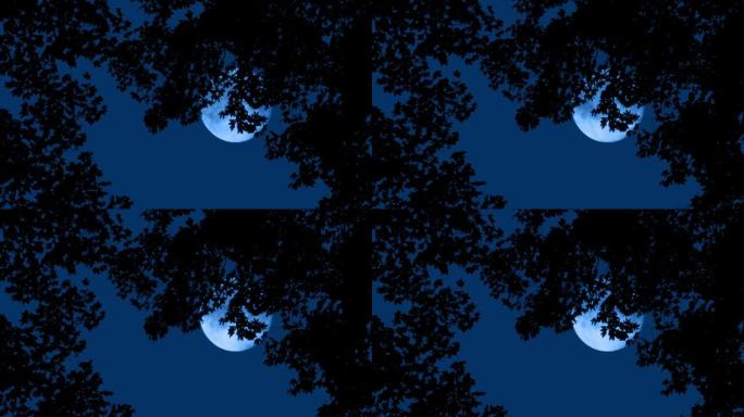 远处有月亮的树木月光下的自然森林夜景宁静