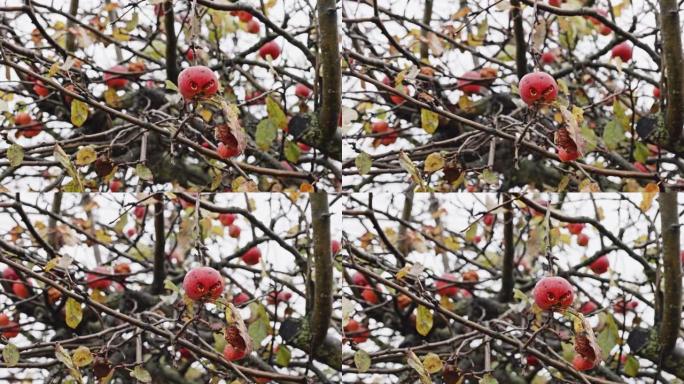 苹果女士在深秋留在一棵老苹果树上