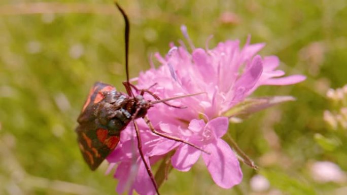 宏观，dop: 以野花花蜜为食的彩色昆虫Zygaena transalpina