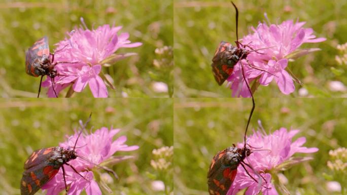 宏观，dop: 以野花花蜜为食的彩色昆虫Zygaena transalpina