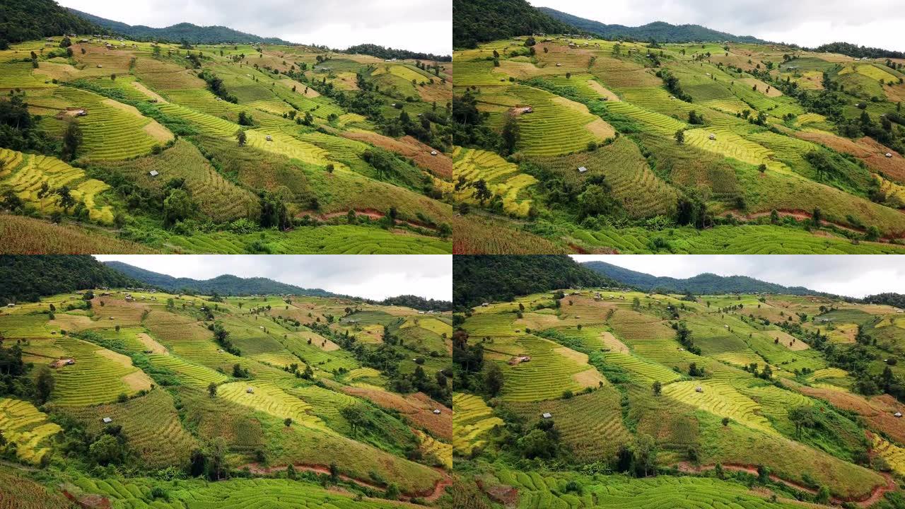 绿色季节东南亚梯田水稻农业的鸟瞰图