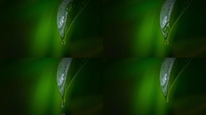 超级SLO MO水滴滴在绿叶上