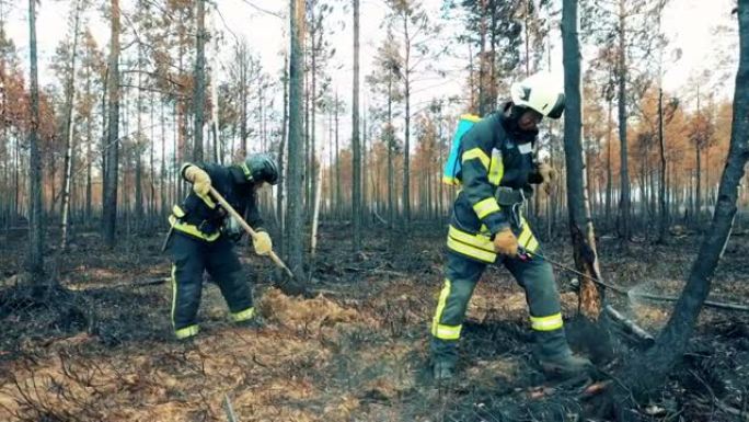 消防员正在扑灭阴燃的森林地面