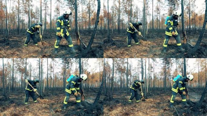 消防员正在扑灭阴燃的森林地面