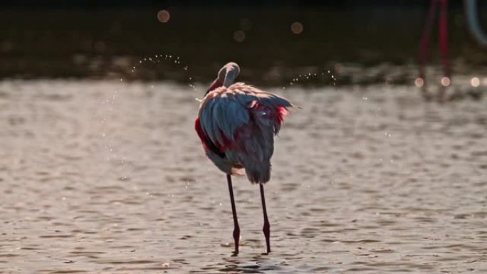 粉红色火烈鸟涉水泼水