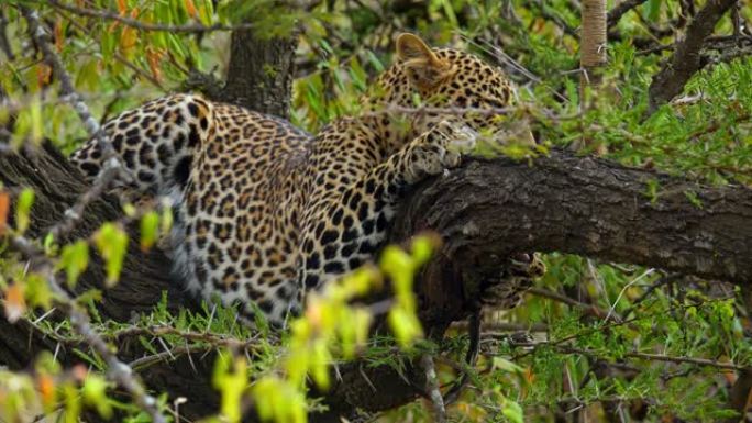 野生动物保护区树上的斑点豹铺设和打哈欠
