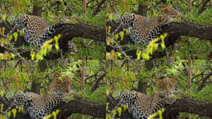 野生动物保护区树上的斑点豹铺设和打哈欠