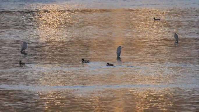 一大群苍鹭在河滩上休息