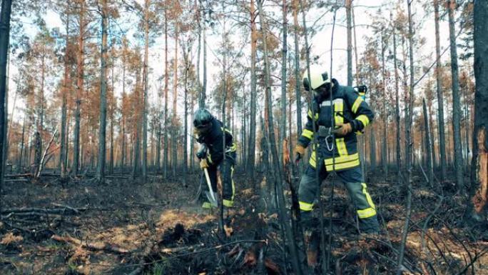 消防员正在铲土和扑灭闷烧的树林