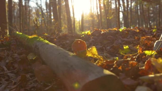 镜头耀斑: 长满苔藓的树干上女性慢跑者探索秋天的森林。