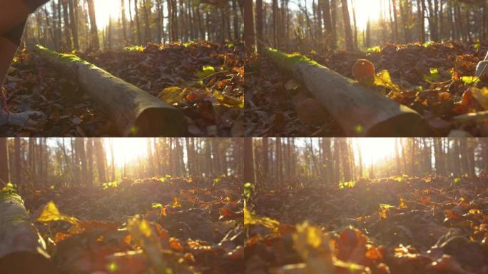 镜头耀斑: 长满苔藓的树干上女性慢跑者探索秋天的森林。