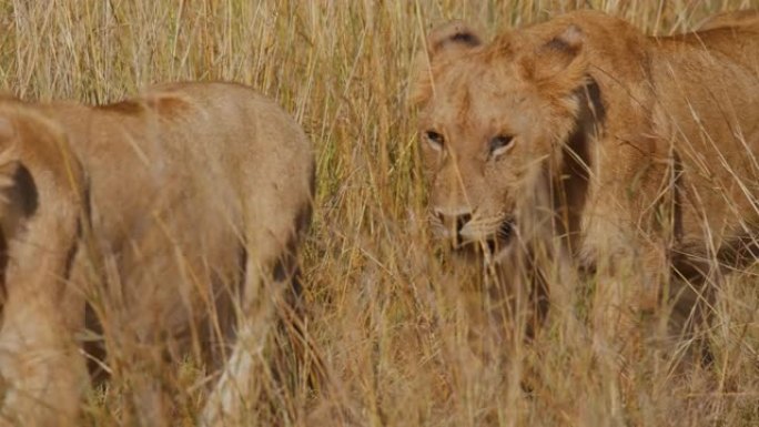 慢动作狮子在阳光明媚的野生动物保护区的金色草地上行走
