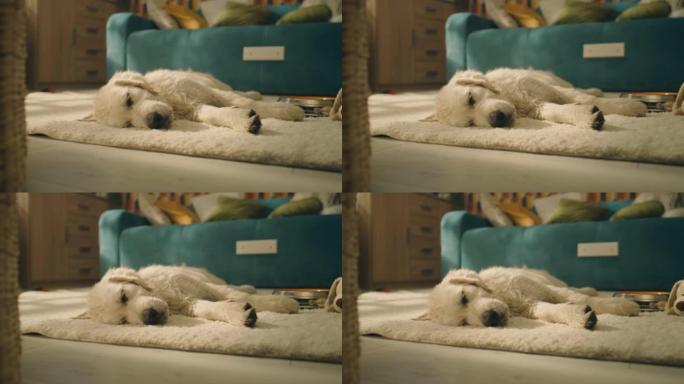狗白天睡觉小白狗特写实拍素材宠物狗