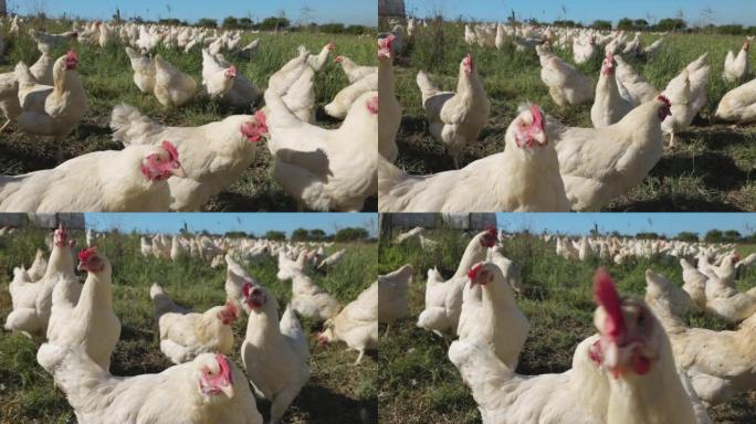 特写视图。自由放养的有机鸡肉，看着相机镜头，其他人在背景中抓挠食物
