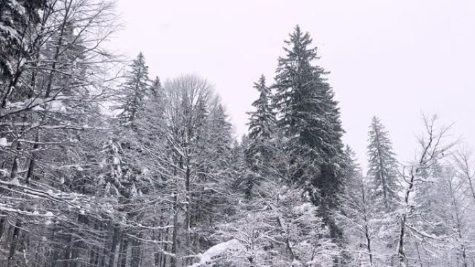 在下雪天的冬季景观中穿越雄伟的积雪覆盖的森林