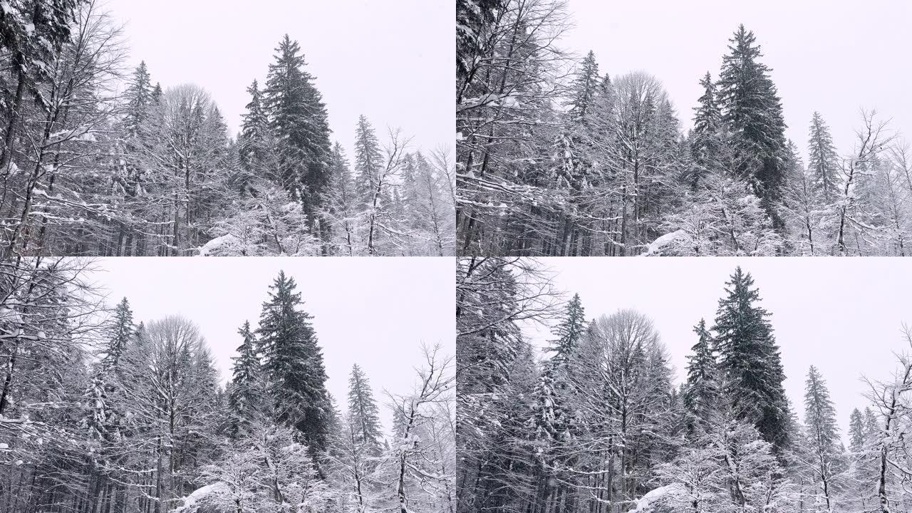 在下雪天的冬季景观中穿越雄伟的积雪覆盖的森林