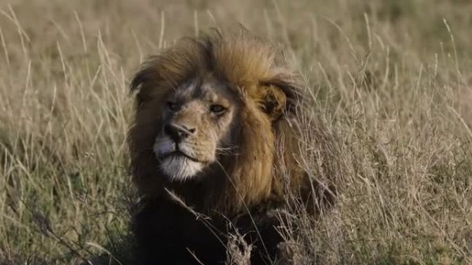 站在非洲大草原上的特写雄狮