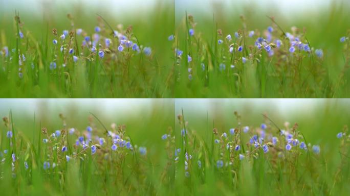 漂亮的维罗妮卡·夏米德里斯的花，也就是猫的眼睛在风中挥舞。夏季早晨在草地上生长的蓝色野花。慢动作镜头
