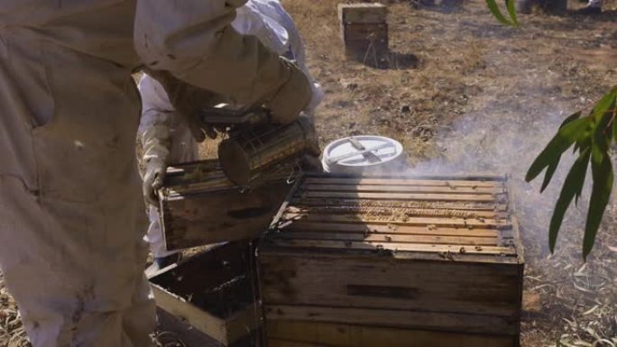 蜜蜂饲养员的烟雾机的慢动作特写视图，用于在蜜蜂的蜂巢打开以提取蜂蜜之前使它们平静下来
