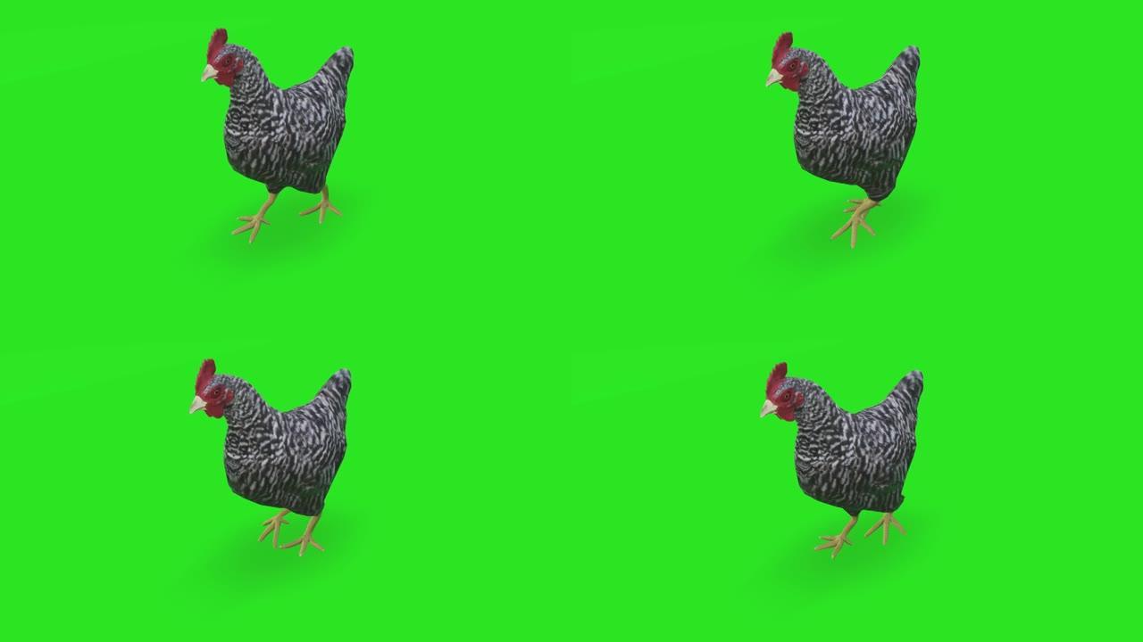 绿色屏幕上的步行鸡。动物的概念，野生动物，游戏，返校，3d动画，短视频，电影，卡通，有机，色键，人物