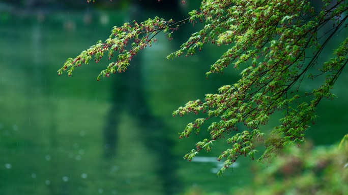 春天绿意盎然春雨绵绵空镜