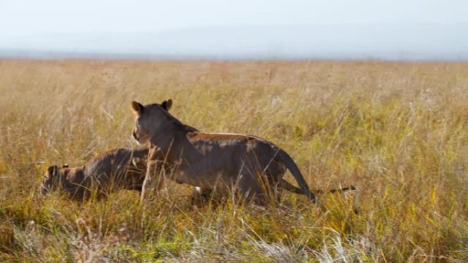 慢动作狮子在阳光明媚的野生动物保护区的高草丛中奔跑和玩耍