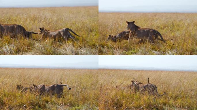 慢动作狮子在阳光明媚的野生动物保护区的高草丛中奔跑和玩耍