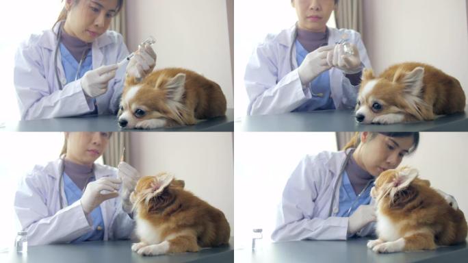 兽医医生正在准备疫苗