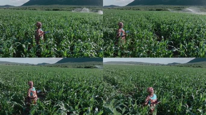 鸟瞰图。穿着传统服装的非洲黑人女农民使用数字平板电脑监控大玉米作物。背景灌溉